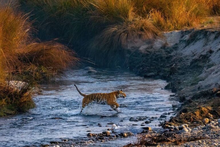 Tiger population in Uttarakhand