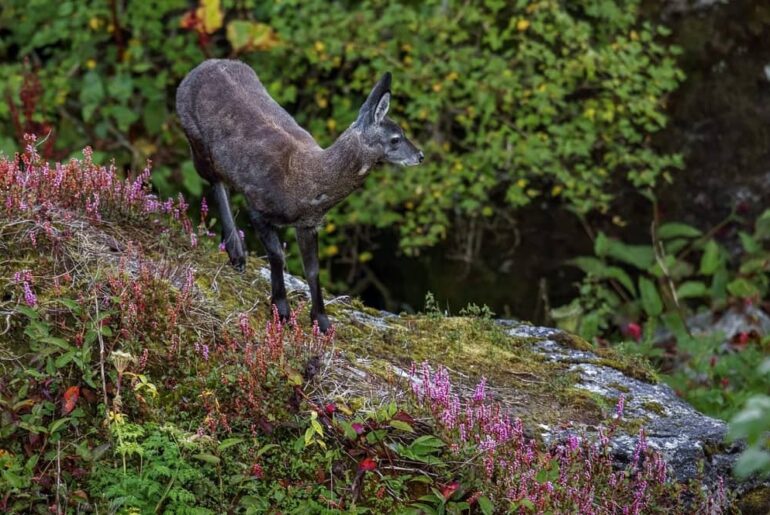 Askot Wildlife Sanctuary Home to Himalayan Musk Deer in Uttarakhand