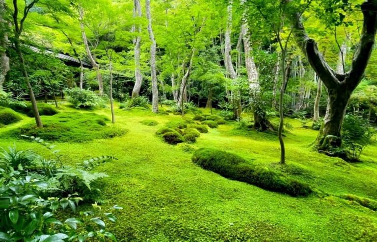Moss Garden in Uttarakhand