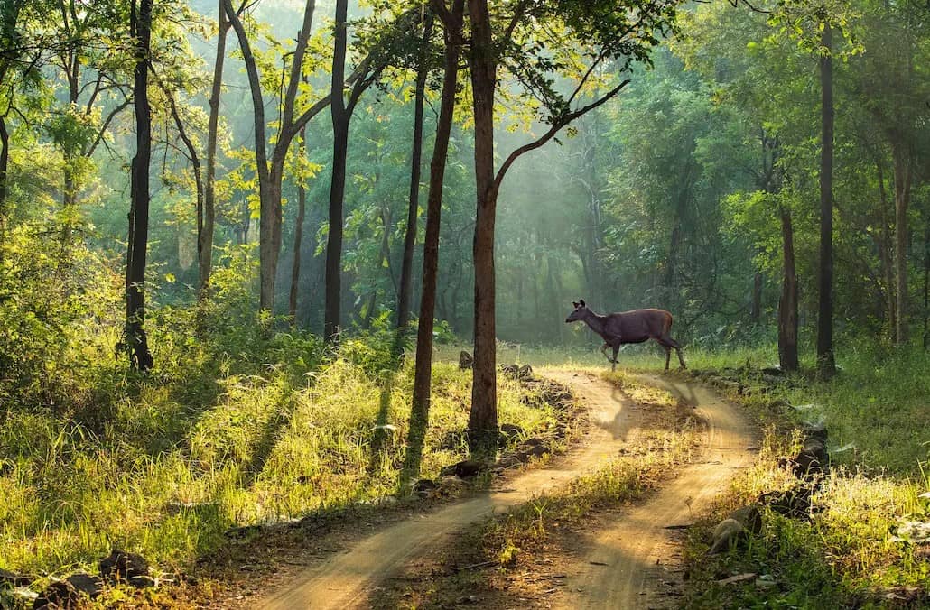 Walking Safari in Satpura National Park: A Thrilling Journey ...