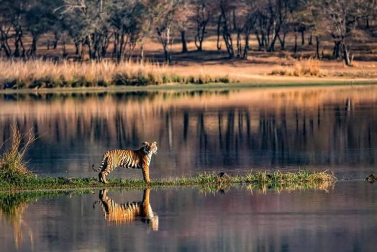 Jungle Safari In India