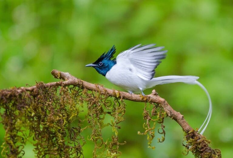 Kilbury Bird Sanctuary
