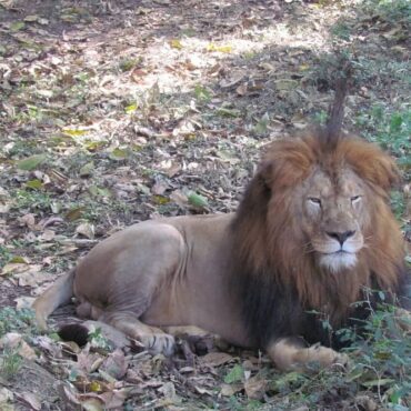 Lion Safari in Udaipur, Rajasthan, India: Opening soon !