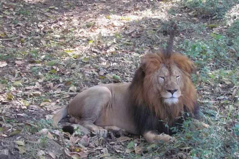 Lion Safari in Udaipur