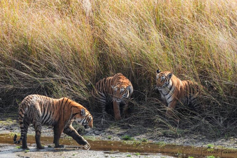 Tigers in Jim Corbett National Park in Uttarakhand