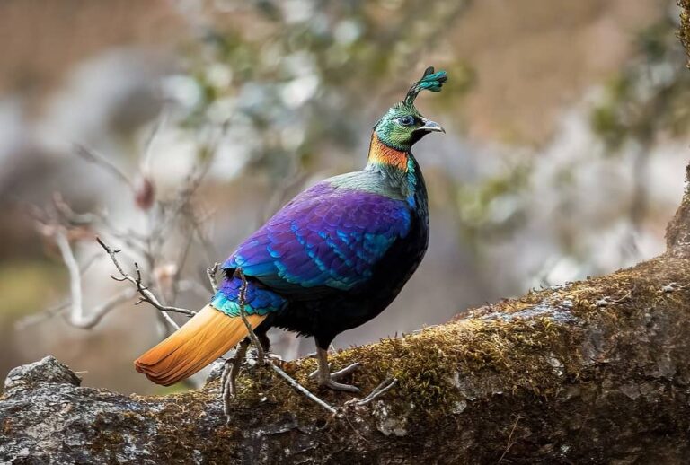 Birds of Uttarakhand