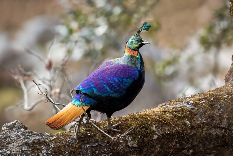 Discover Top 10 Birds of Uttarakhand: A Guide to Birdwatching