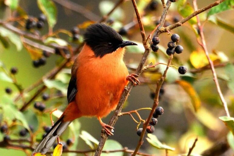 Birdwatching in Pangot