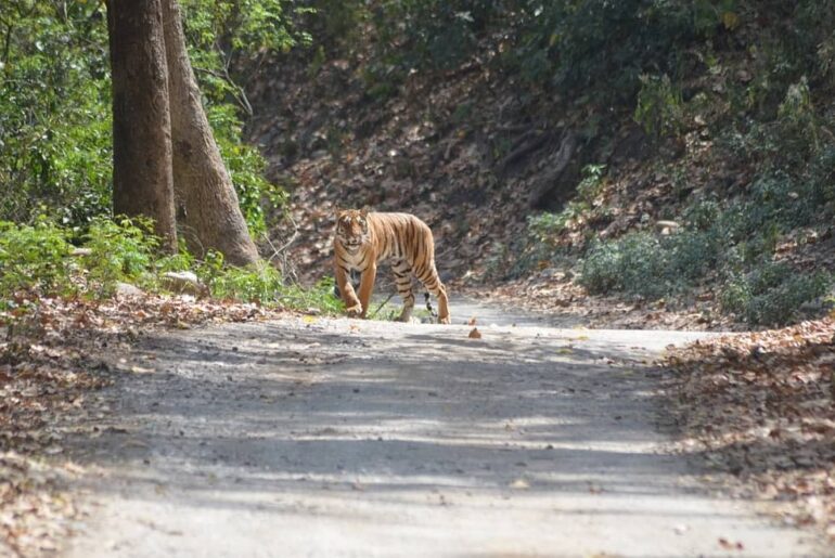 Corbett National Park To Haridwar Distance