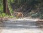 Corbett National Park To Haridwar Distance