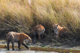 Best Tiger Reserves in India 2024