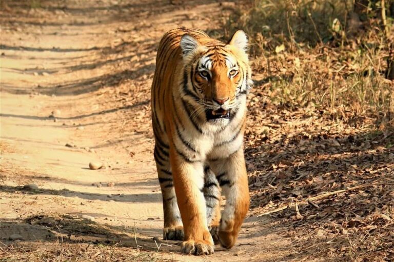 Best Time to Go Jim Corbett National Park