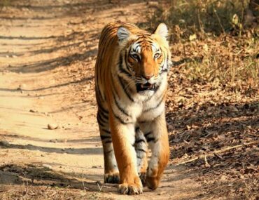 Best time to visit Jim Corbett National Park