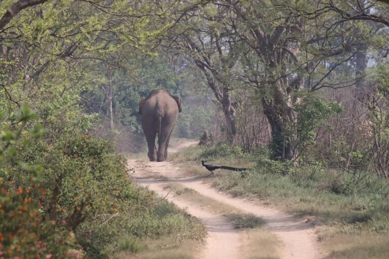 Jim Corbett from Delhi