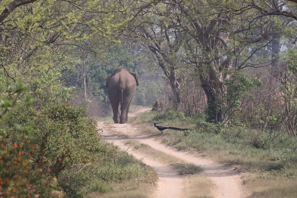 Discover Jim Corbett from Delhi | What To See | Things To Do