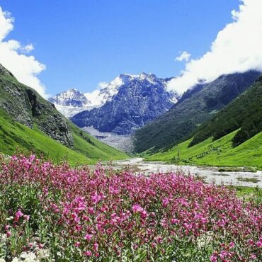 Valley of Flowers in August, why first 15 days is the best?