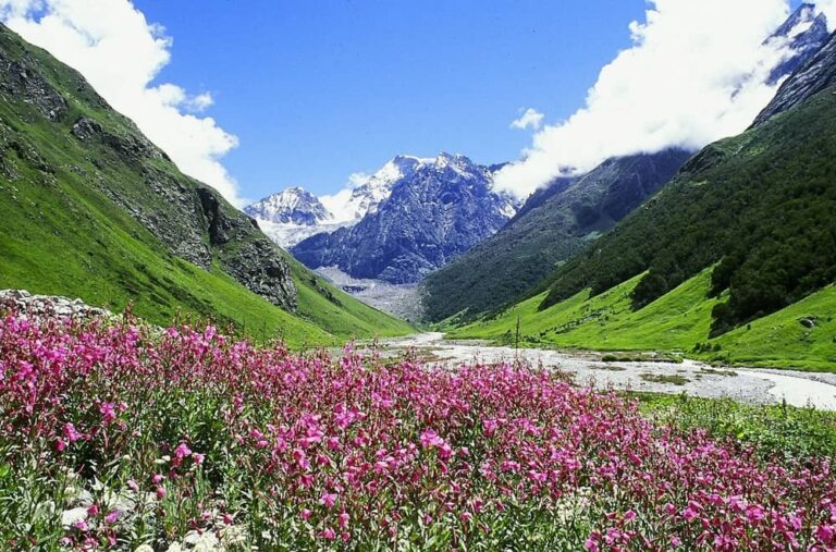 Valley of Flowers in August