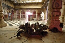 Bikaner Tempio dei Topi Karni Mata Temple