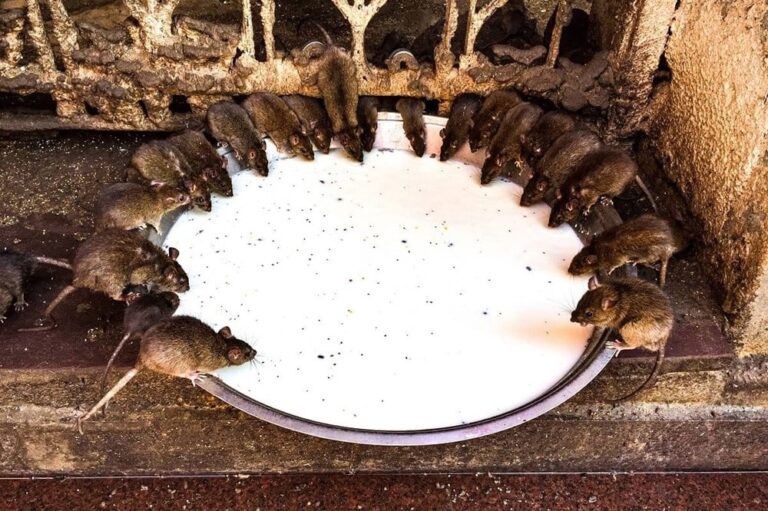 Bikaner Tempio dei Topi