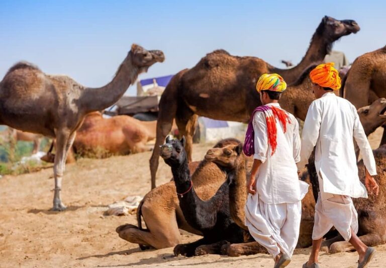 Quando Andare in India Rajasthan