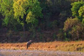 About Rajaji National Park Dehradun