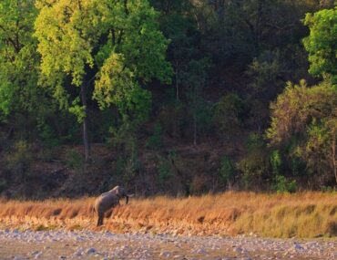 About Rajaji National Park Dehradun