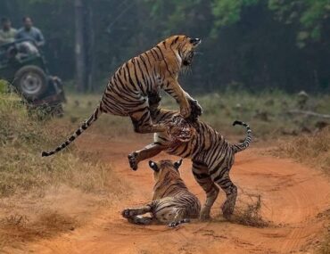 Tiger Safari near Delhi