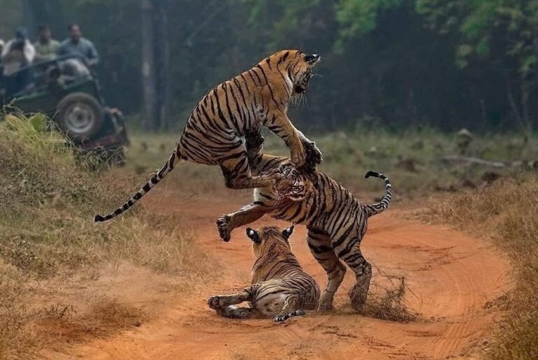 Tiger Safari near Delhi