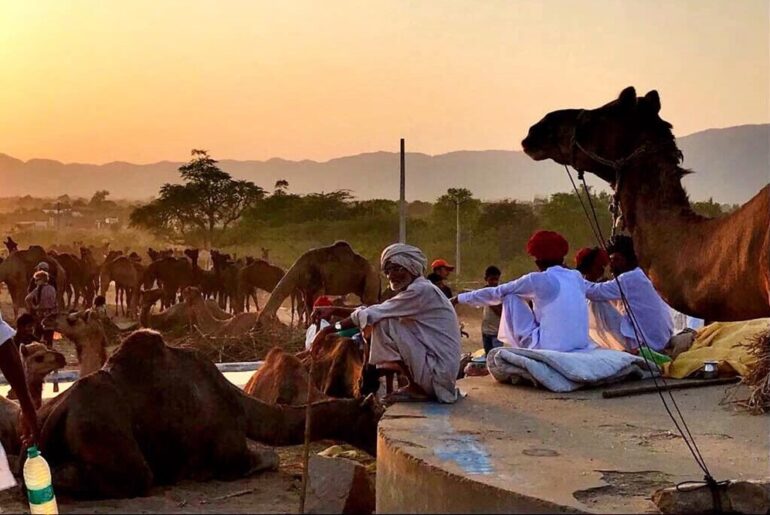 Pushkar Fair India 2024