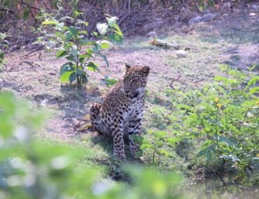 Wildlife Sanctuary in Rishikesh