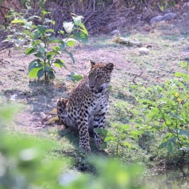 Don’t Miss to visit Wildlife Sanctuary in Rishikesh for Jungle Safari