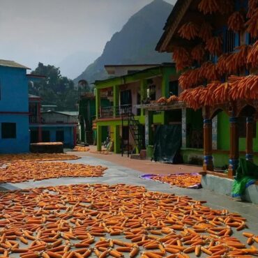 Discover Sainji Village Uttarakhand: The Corn Village in Mussoorie