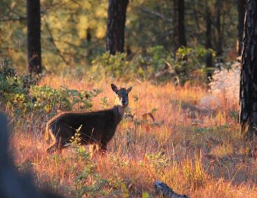Binsar Valley Almora