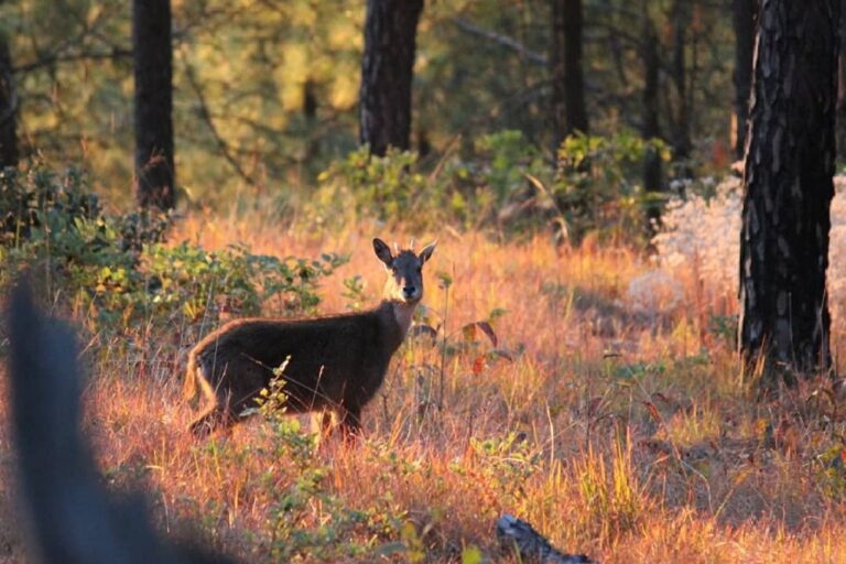 Binsar Valley Uttarakhand