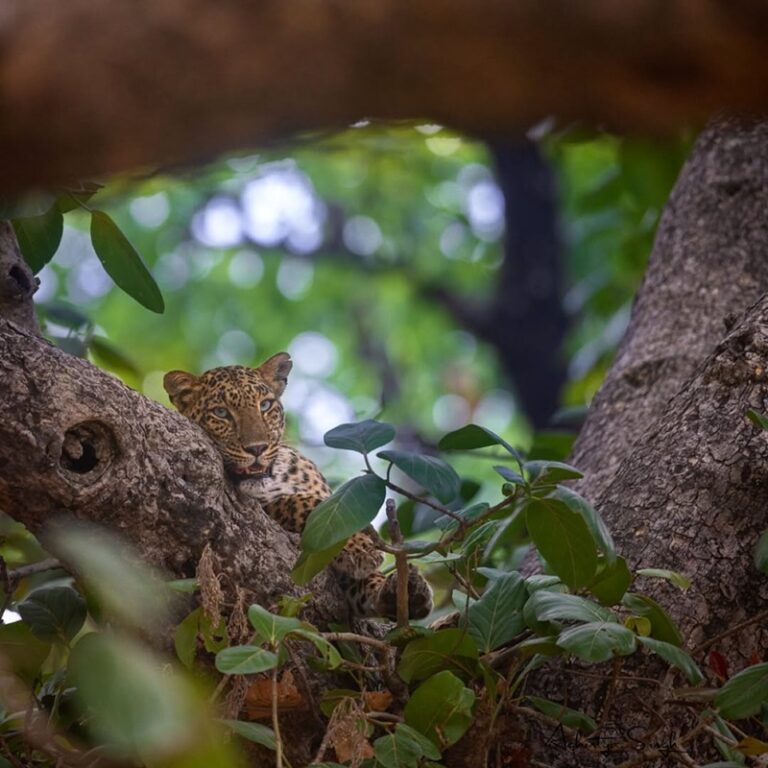 Rajaji National Park