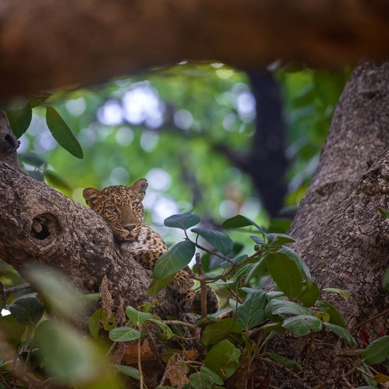 Rajaji National Park