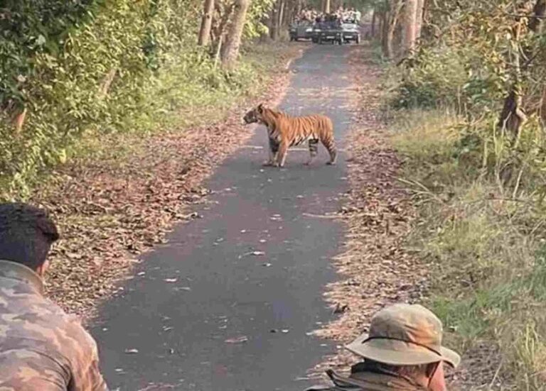 Wildlife Sanctuary Near Delhi