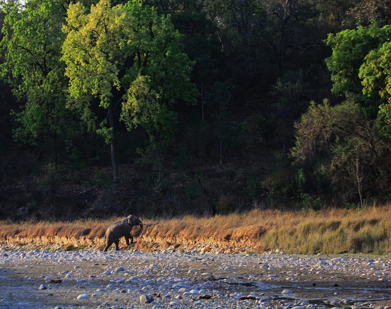 Wildlife Sanctuary in Rishikesh