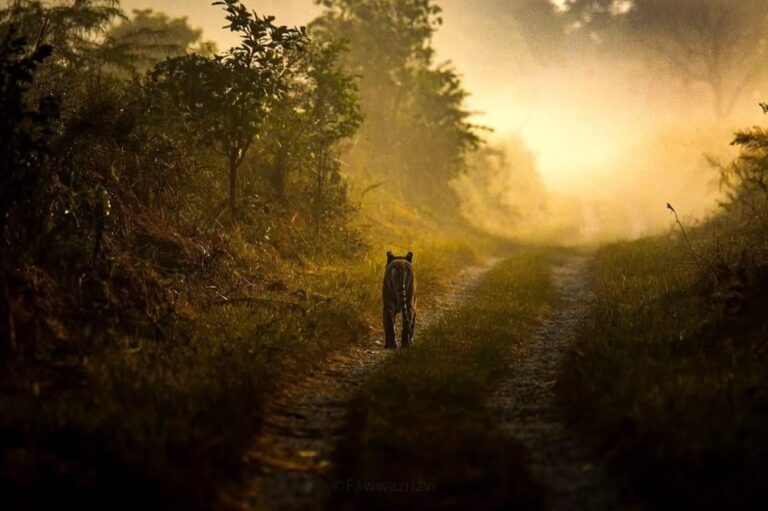 How to Reach Corbett