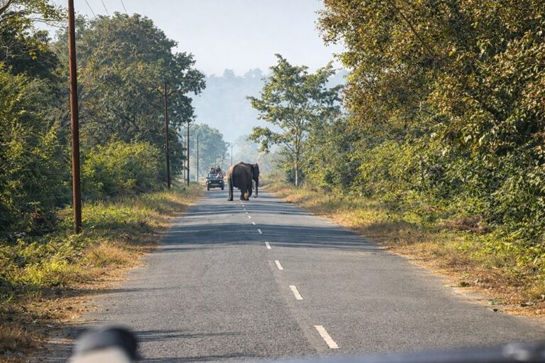 How To Reach Jim Corbett National Park from Delhi Travel Guide (2026)