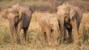 Rajaji National Park Opening Months