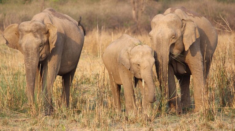 Rajaji National Park Opening Months