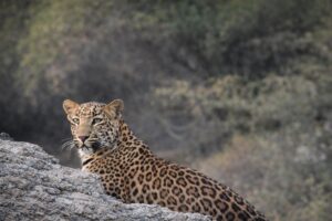 Best Zones in Rajaji National Park