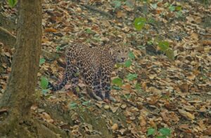 Rishikesh Rajaji National Park