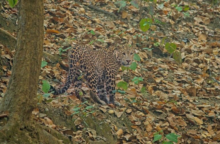 Rishikesh Rajaji National Park