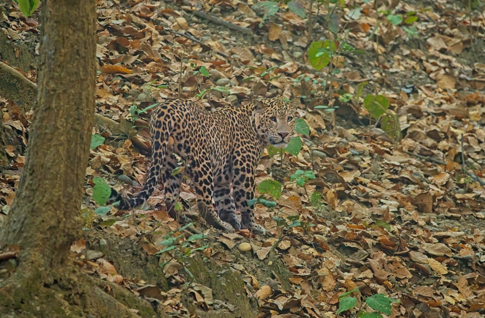 Rishikesh Rajaji National Park