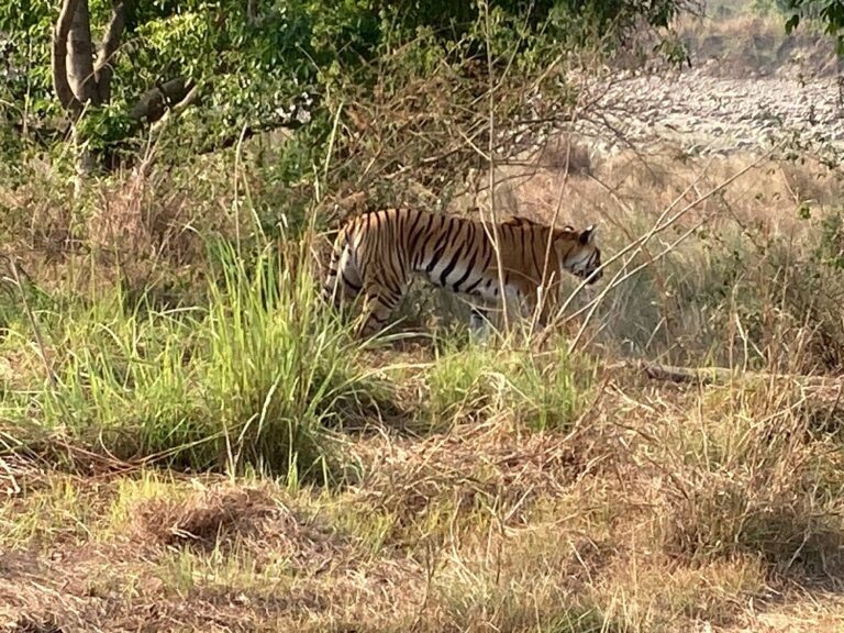 Jim Corbett Dhikala Zone