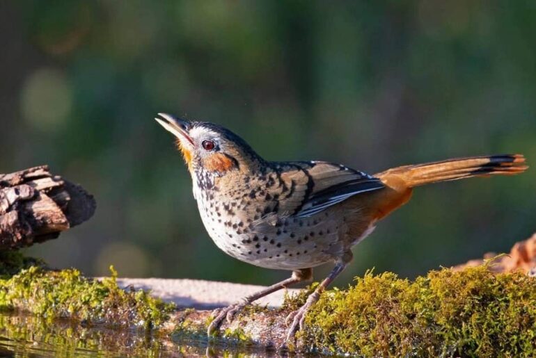 Birds in Rishikesh