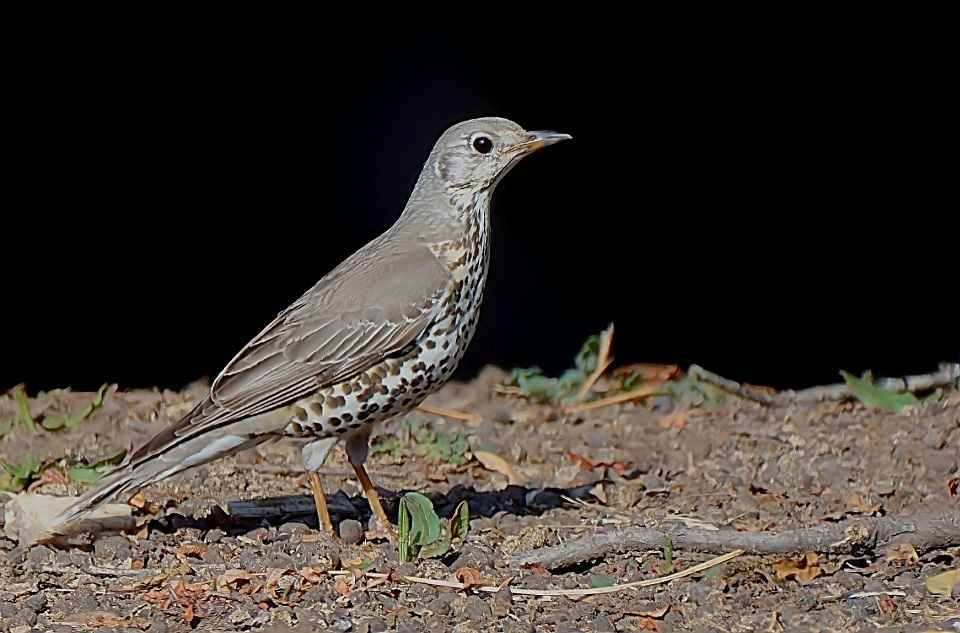 Mistle thrush. Kedarnath Musk Deer Sanctuary Uttarakhand