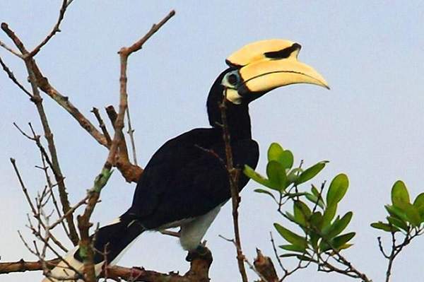 Jhilmil Jheel A Lake Dance Of The Birds
